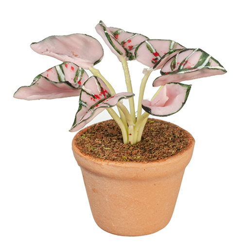 Caladium In Pot